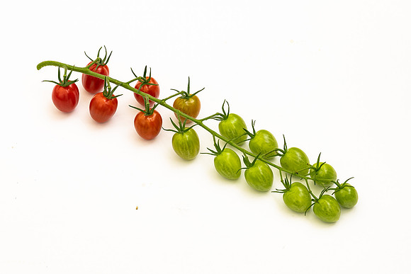 Tomatoes_Devoured_426