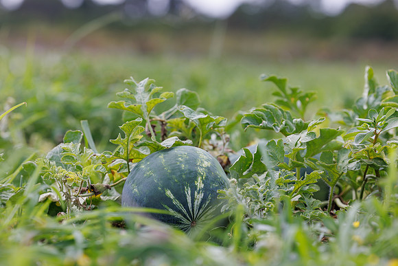 Seminis2024_FL_Felda_319