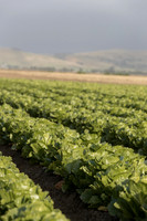 Lettuce_SV2988LG_CA_0043