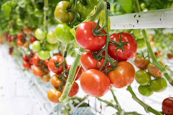 Tomatoes_DRTH1054_45