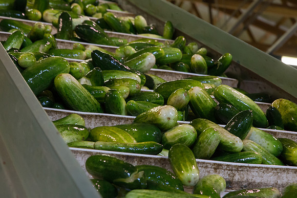 PicklingCucumber_Vlaspik_Processing_MI_0121