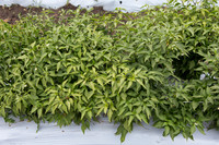 HotPepper_DonVincente_MX_0002