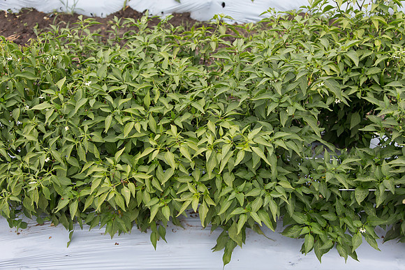 HotPepper_DonVincente_MX_0002