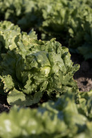 Lettuce_SV0822LG_CA_0057