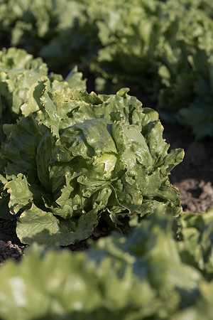 Lettuce_SV0822LG_CA_0057