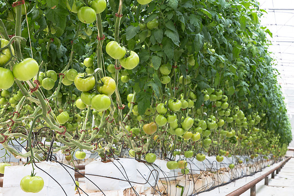 Tomato_Terero_MX_0034