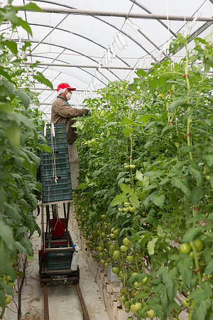 Tomato_Terero_MX_0070