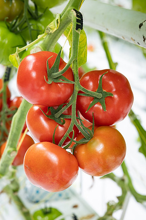 Tomatoes_DRTH1054_38