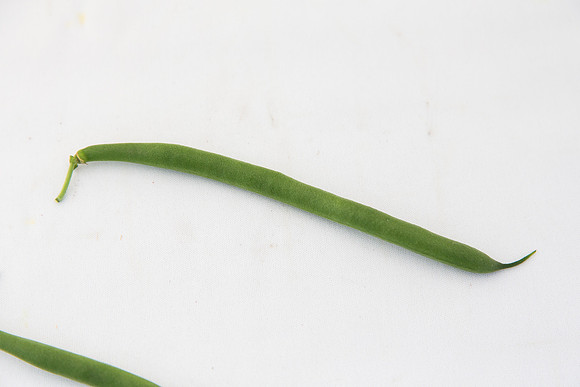 GreenBean_Sybaris_MX_0049