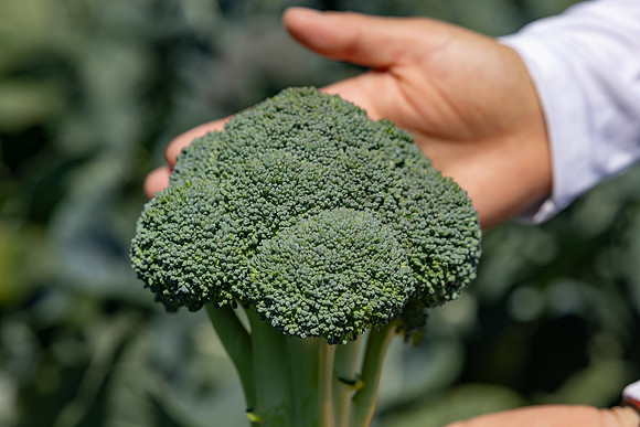 Stratosphere_Brocolli_76