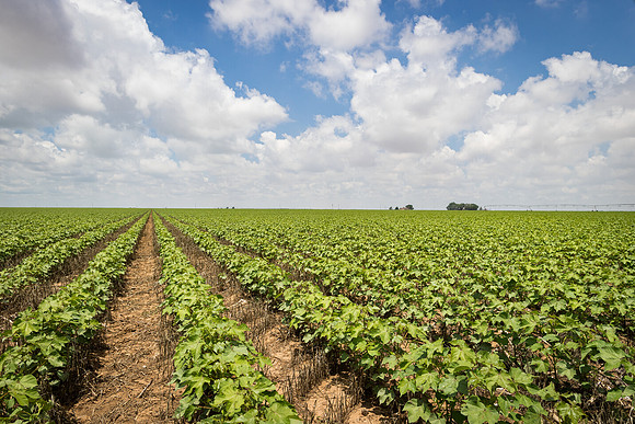 RRXCottonTexas_cdp_5462