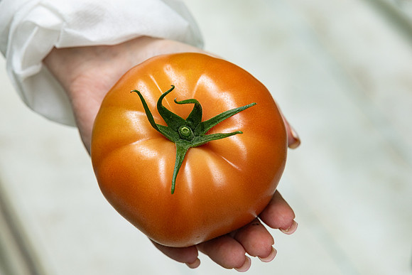 Tomatoes_DRTH5069_43