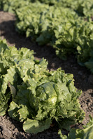 Lettuce_SV0822LG_CA_0052