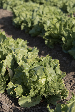 Lettuce_SV0822LG_CA_0052