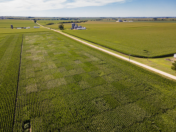 Syngenta__ShannonIL2020_5
