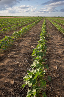 RRXCottonTexas_cdp_4202