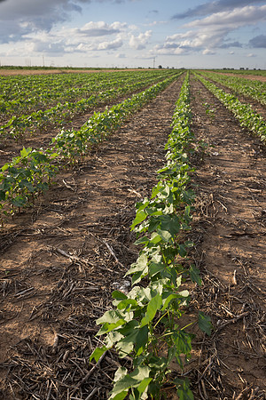 RRXCottonTexas_cdp_4202