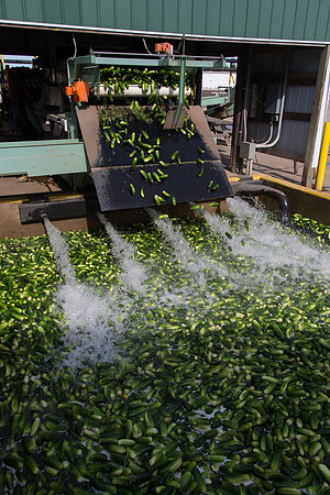 PicklingCucumber_Vlaspik_Processing_MI_0027
