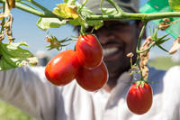 Tomato_SV8516TM_CA_00011