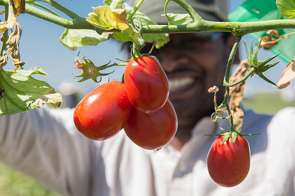 Tomato_SV8516TM_CA_00011
