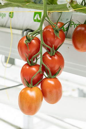 Tomatoes_DRTJ4101_7