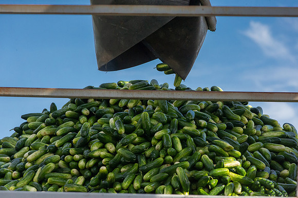 PicklingCucumber_Vlaspik_Processing_MI_0421