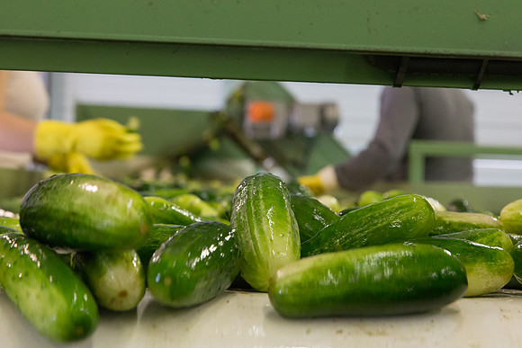 PicklingCucumber_Vlaspik_Processing_MI_0161