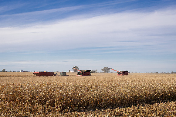 NL_Corn_Harvest_2019_c_203