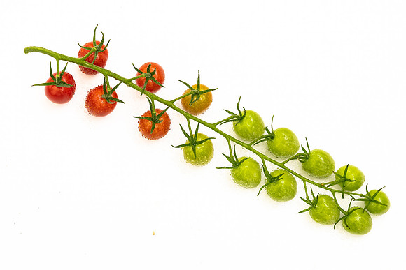 Tomatoes_Devoured_446