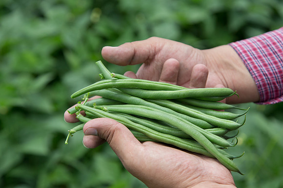 GreenBean_Sybaris_MX_0034