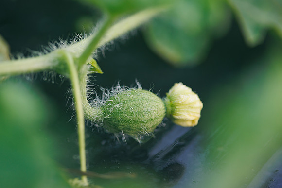 Seminis2022_FL_JEM_3000