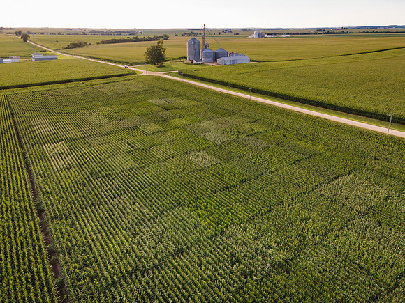 Syngenta__ShannonIL2020_31