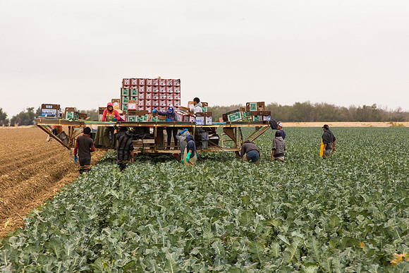 Broccoli_Harvest_CA_0048