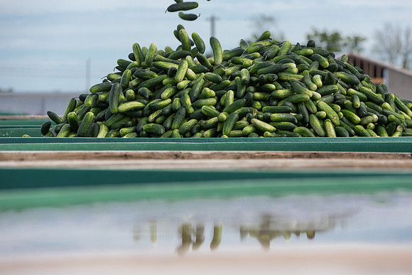 PicklingCucumber_Vlaspik_Processing_MI_0618