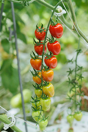 Tomato_Strabini_8