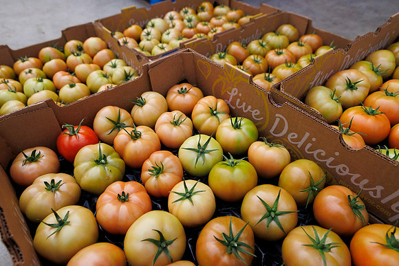 Tomato_DeRuiter_Kingsville_2022_288