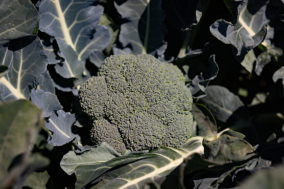 Skymark_Broccoli_38