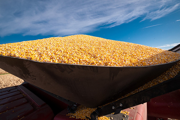 NL_Corn_Harvest_2019_a_20