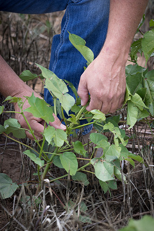RRXCottonTexas_cdp_5378