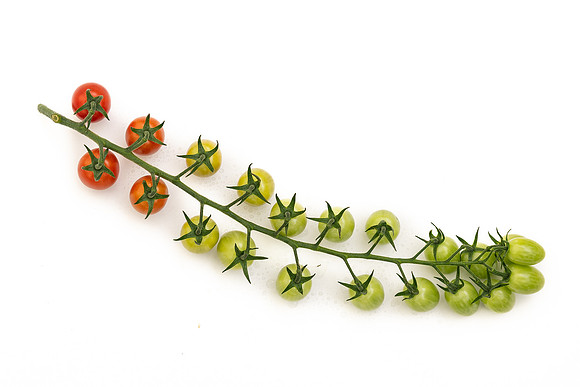 Tomatoes_DRTH8100_11
