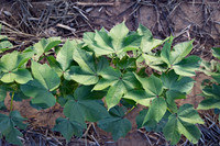 RRXCottonTexas_cdp_4252