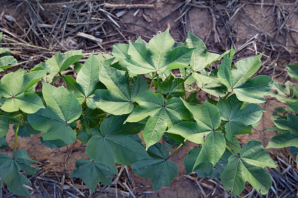 RRXCottonTexas_cdp_4252