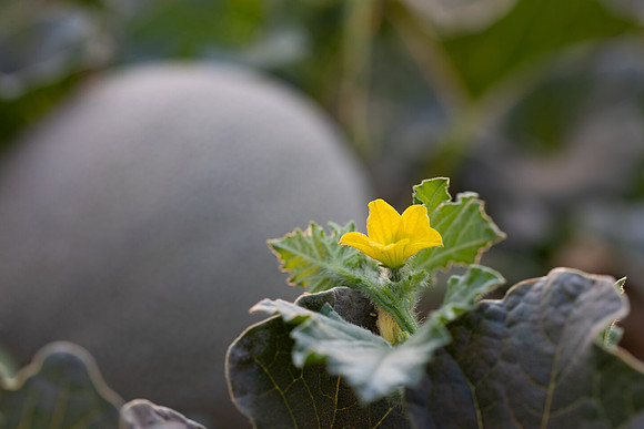 Seminis2021_AZ_961