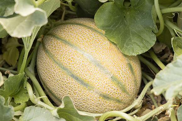 Melon_Sunpeek_26