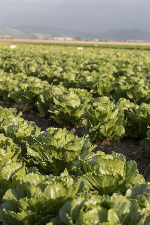 Lettuce_SV2988LG_CA_0070