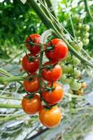 Tomato_Pelligrino_47