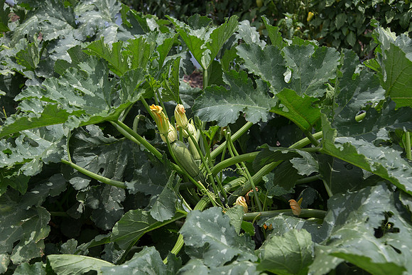 Squash_Adelita_MX_0046