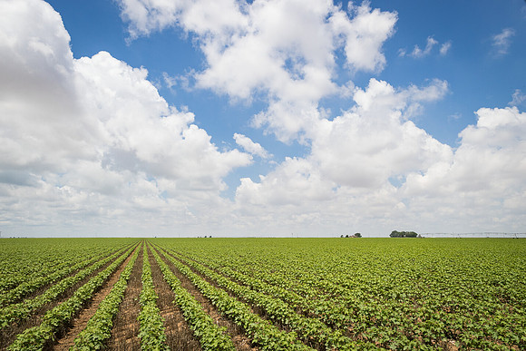 RRXCottonTexas_cdp_5455
