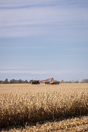 NL_Corn_Harvest_2019_c_133