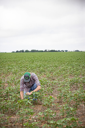 RRXCottonTexas_cdp_5101
